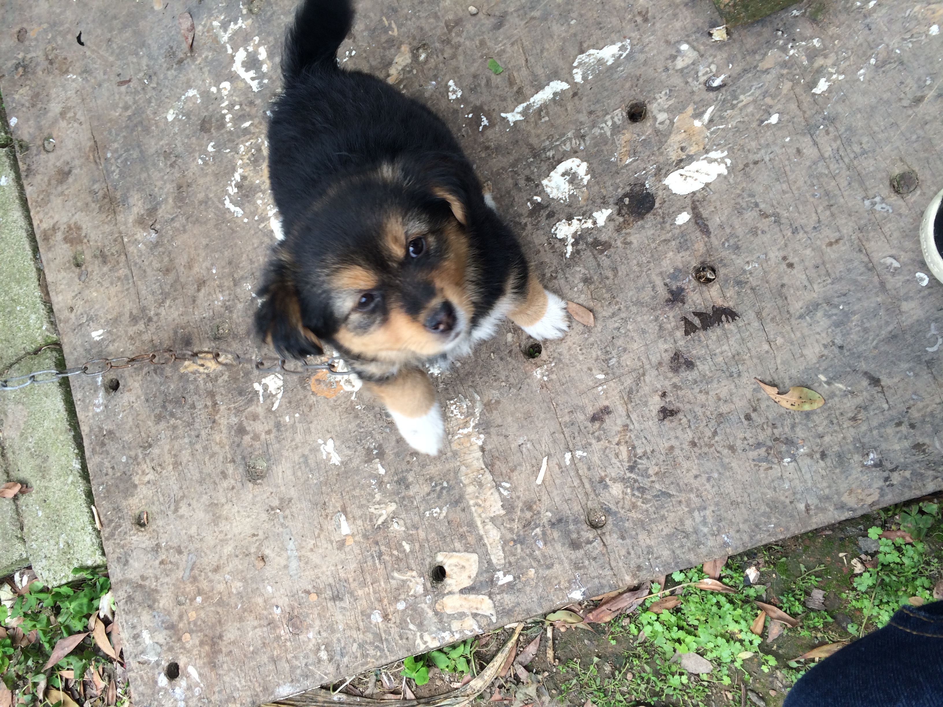 2015-小狗拜访 2015-小狗拜访